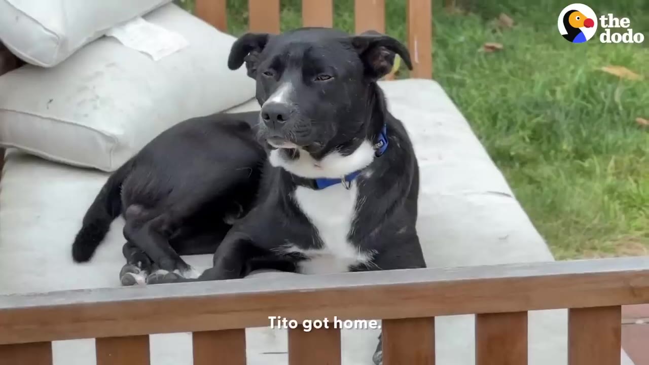 A black and white dog resting on a outdoor cushioned bench.