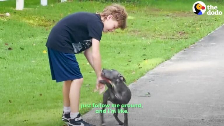 Texas Boy Meets A Tiny Stray Found In The Street, But His “Adult Conversation” Changes Everything
