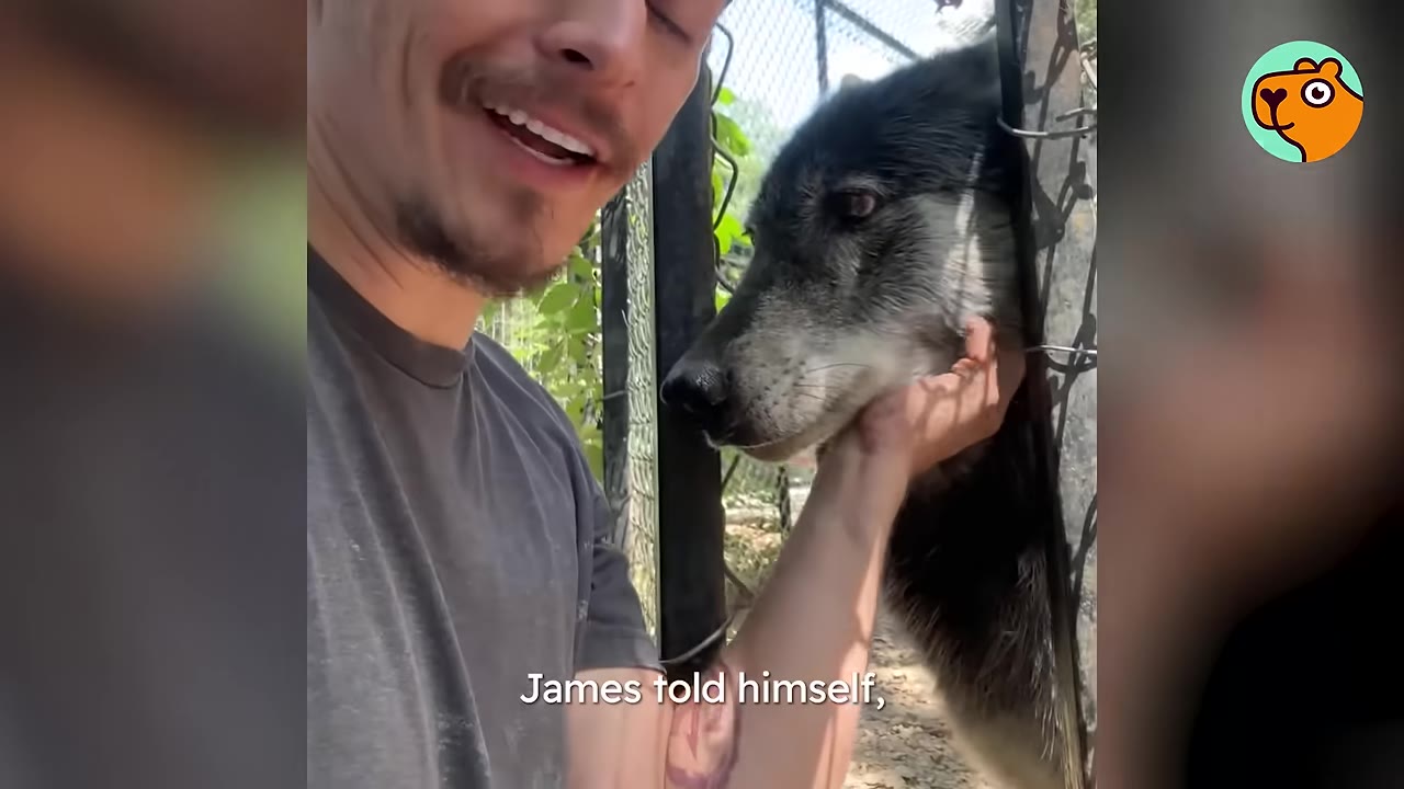 A smiling man holding and petting a dark wolfdog resting its head through a chain-link fence opening.