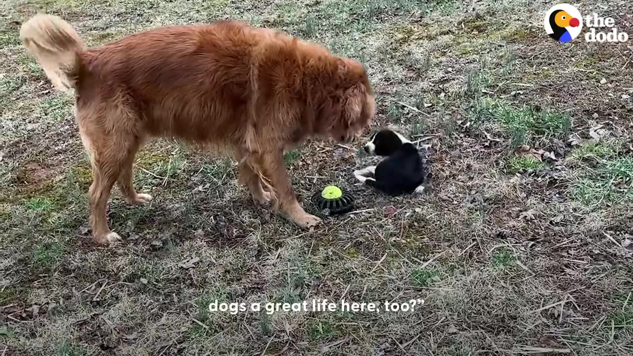 A golden retriever stands on a grassy patch looking down at a small black and white puppy sitting near a green ball.