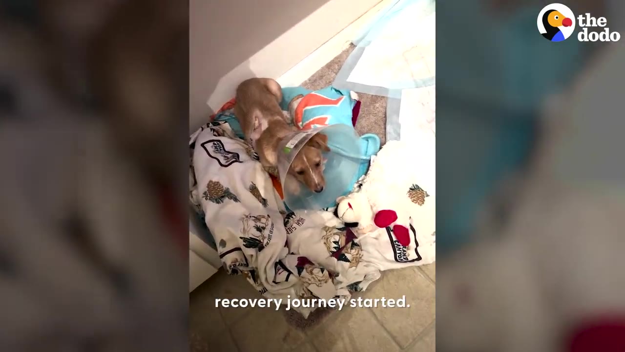 A small dog wearing a plastic recovery cone lies on a pile of soft blankets and pillows on the floor.