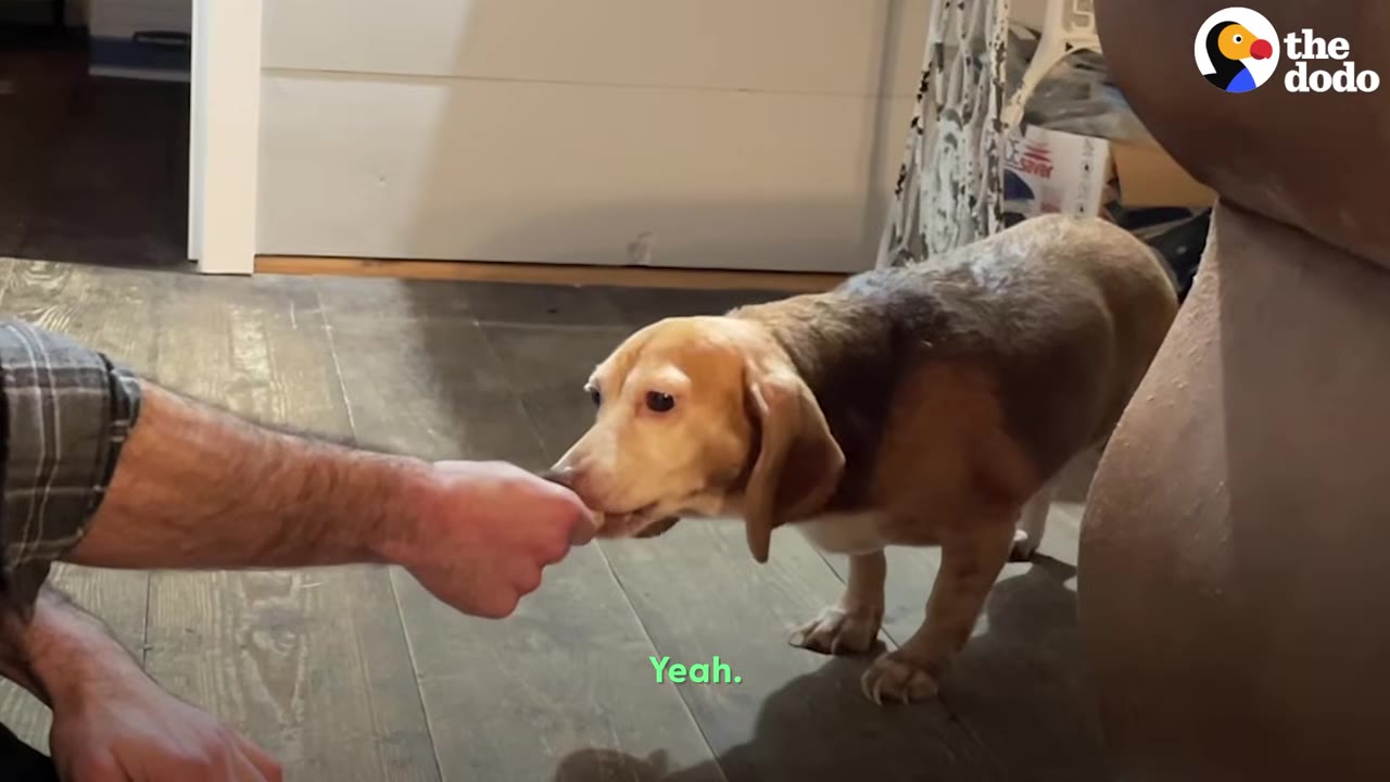 A brown and tan hound dog taking a treat directly from a person's hand while standing on a wooden floor.
