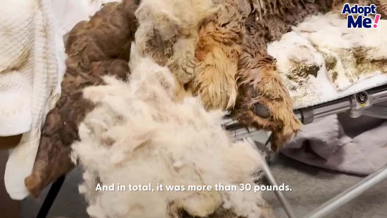 A massive pile of heavy, matted fur and hair that was shaved off during the grooming process resting on a metal table.