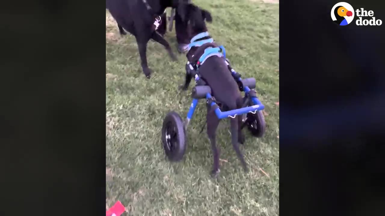 A black dog in a blue mobility wheelchair standing on green grass near another dog.