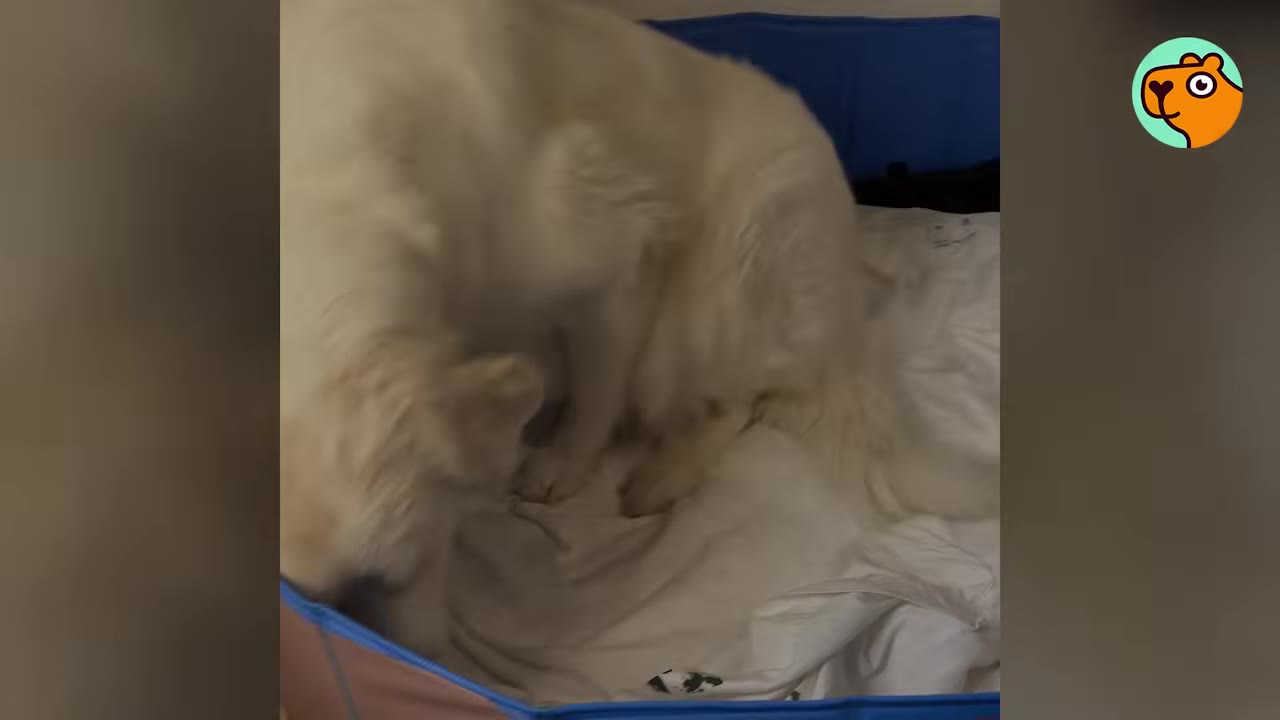 A large white dog steps into a blue whelping pool lined with white sheets.