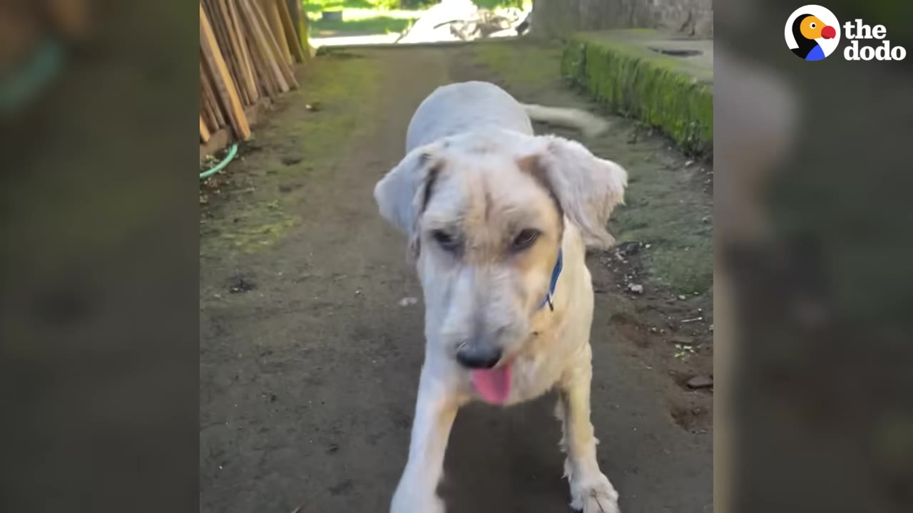 A light-colored dog wearing a blue collar walks toward the camera outdoors.