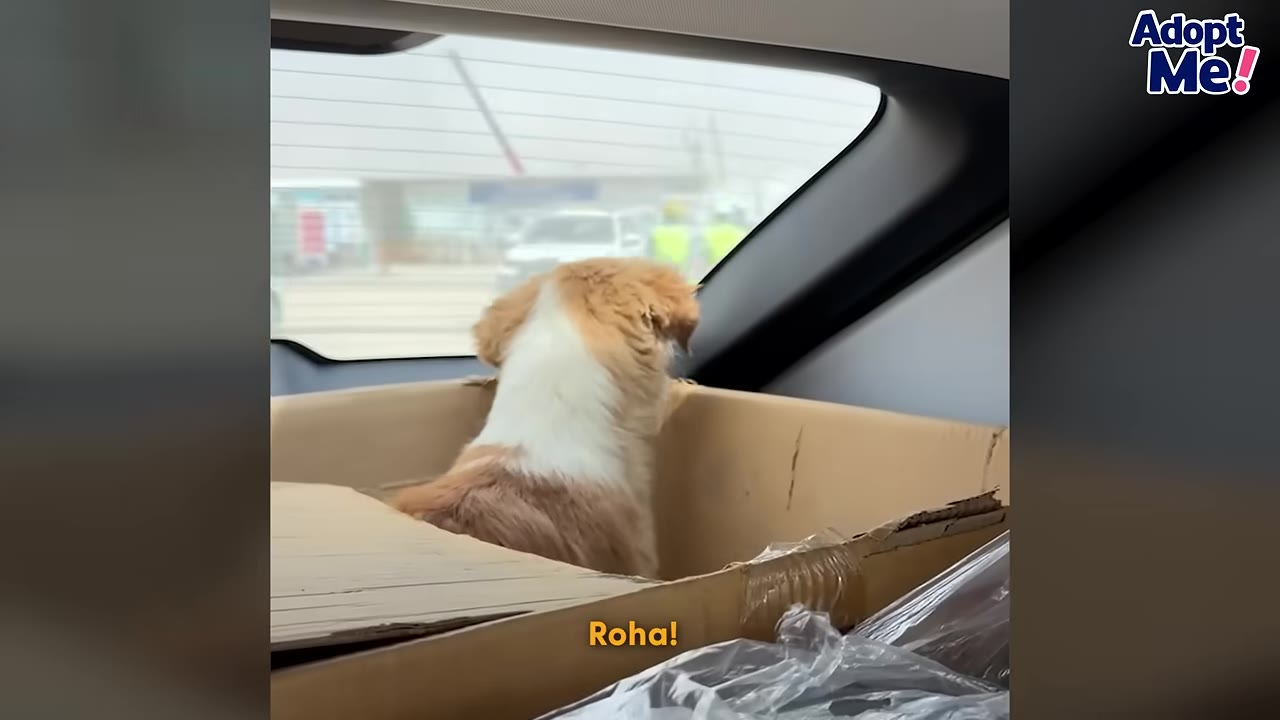 A light brown and white dog stands inside a cardboard box in the back of a car, looking out the rear window.