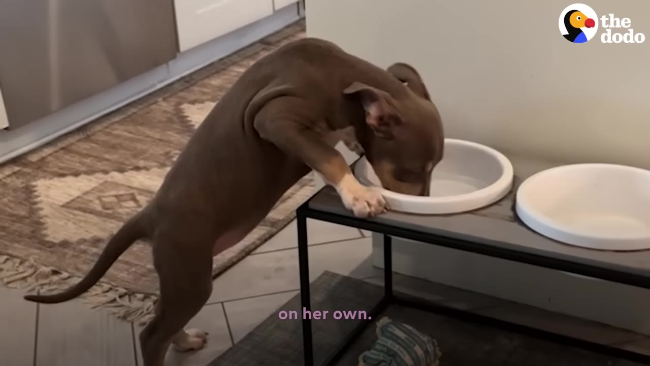A small brown puppy standing on its hind legs to drink from a raised water bowl indoors.