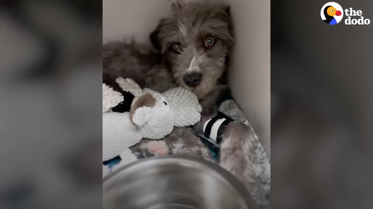 A fluffy grey puppy resting next to a plush stuffed animal toy with a metal bowl in the foreground.