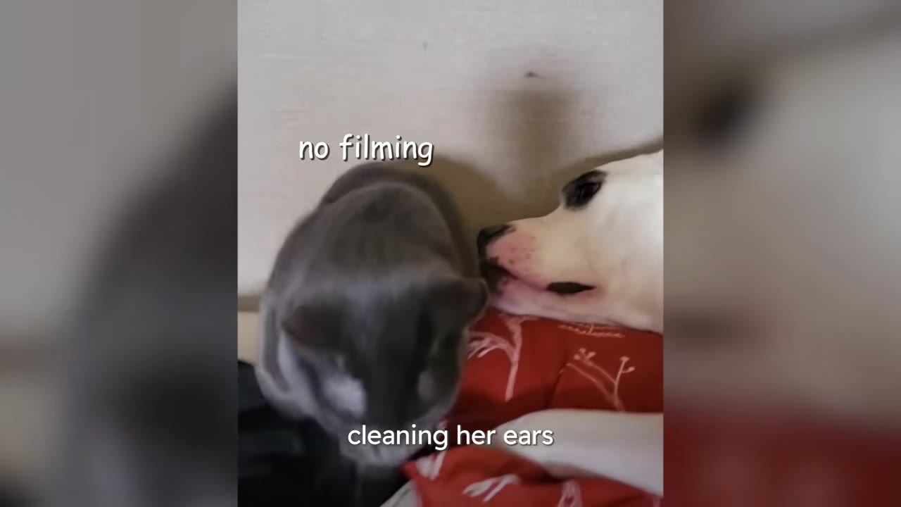 A white and black dog licking the head and ear of a gray cat.