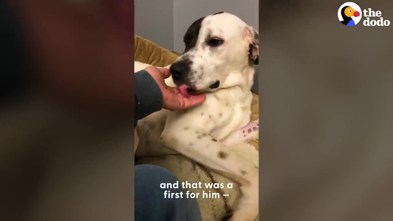 A white dog with black spots and a black patch over one eye lies on a bed, gently licking a person's hand.