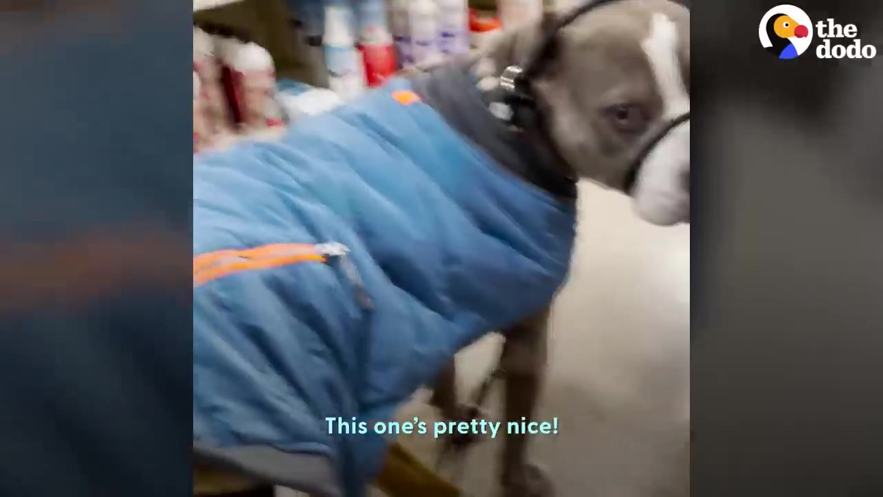 A gray and white pit bull-type dog wearing a blue padded winter coat looks back at the camera.