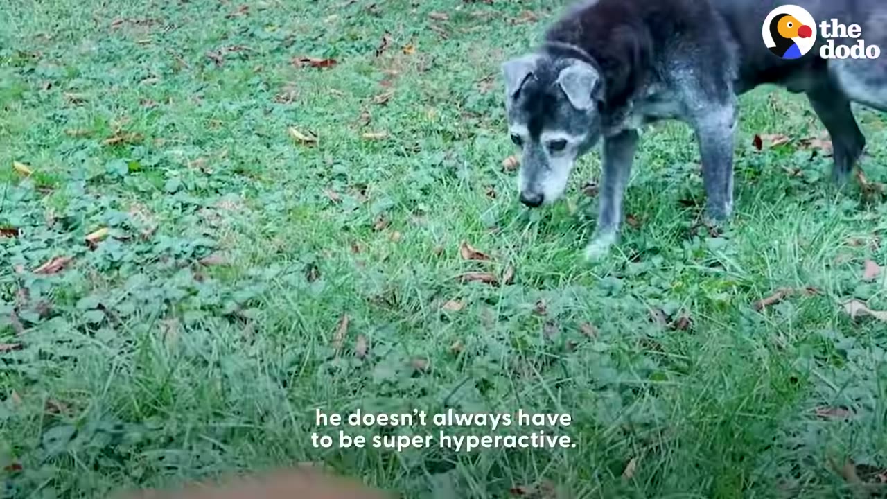 A dark, senior dog walking slowly across green grass in a yard.