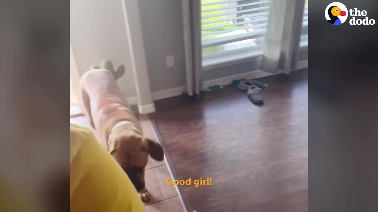 A brown dog walking independently across a wooden floor in a living room.