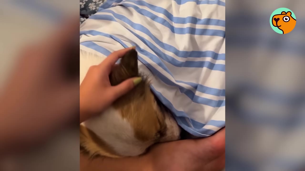 A hand gently strokes the ear of a dog lying under a blue and white striped blanket.