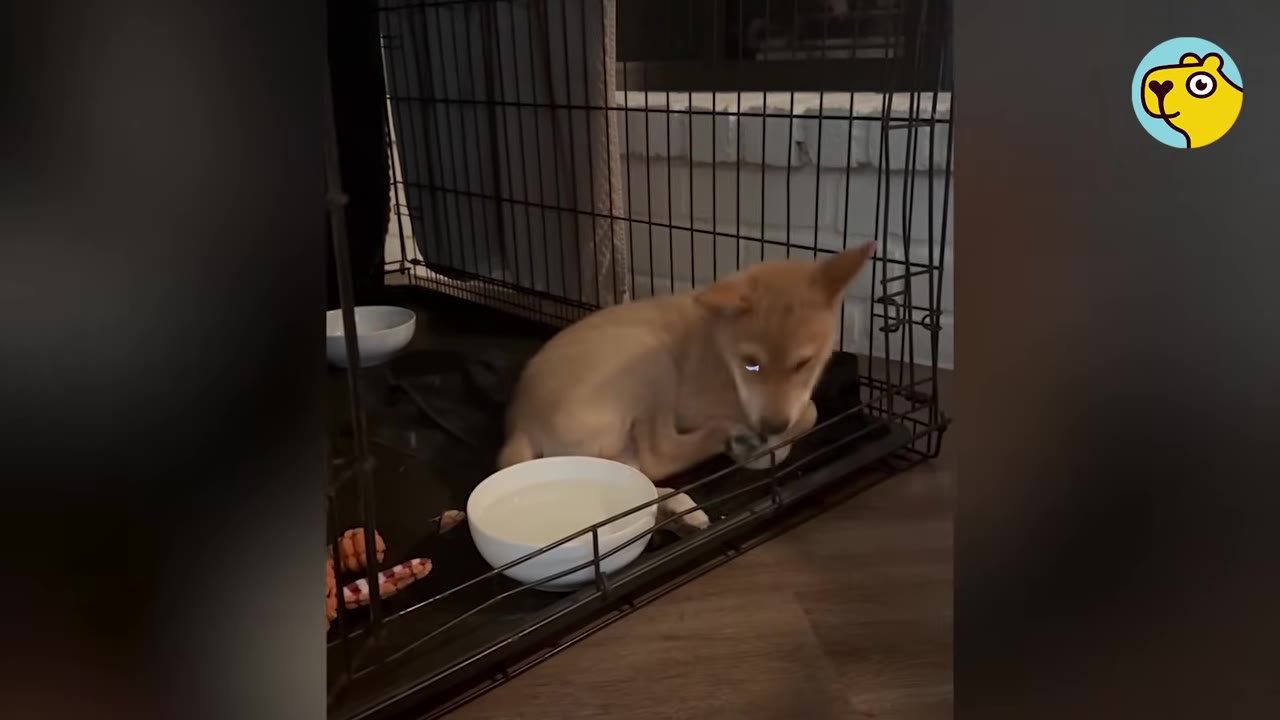A small tan puppy sitting timidly inside a wire crate next to a bowl of water.