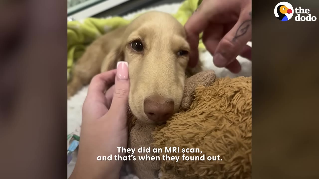 A cream-colored dachshund resting its head on a stuffed animal while human hands gently stroke its face.