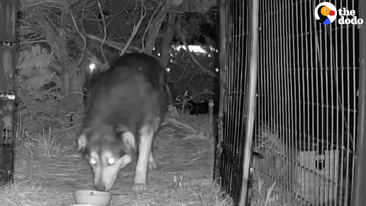 A black and white night-vision trail camera photo of a dog approaching a food bowl placed on the ground next to a wire cage trap in a wooded area.