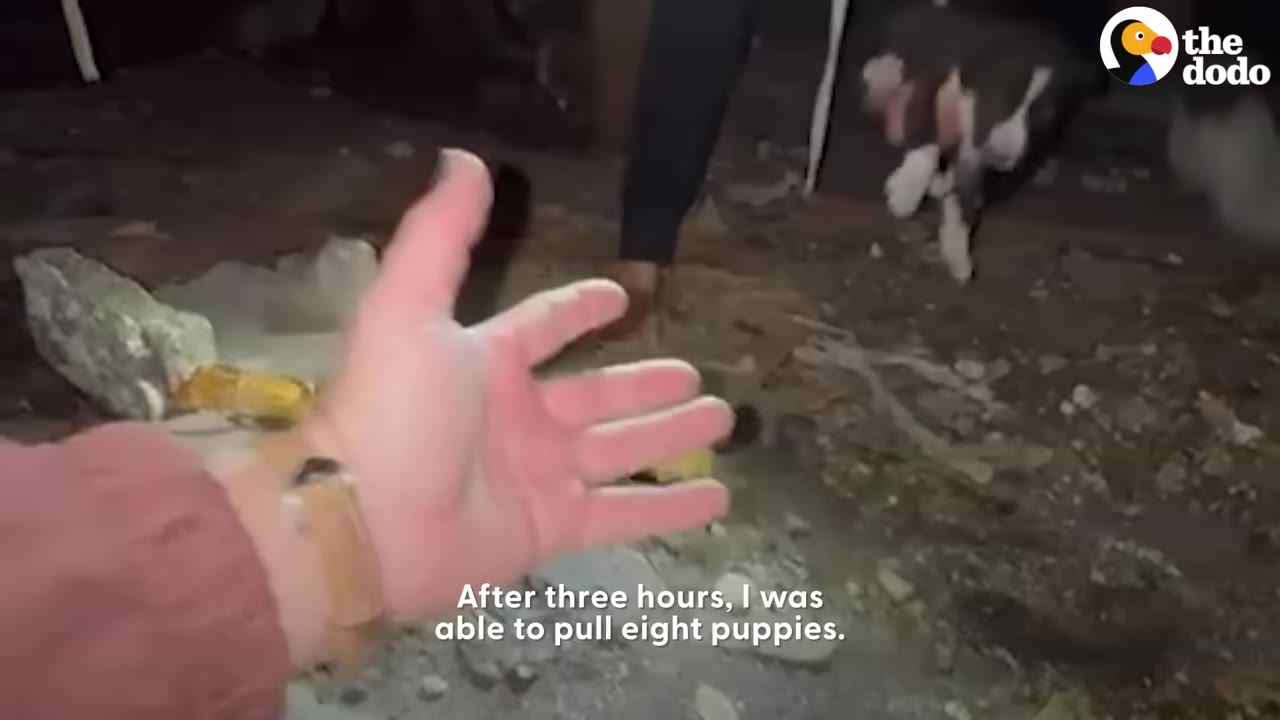 A person's hand is extended open in a dusty, dark crawl space, with a puppy visible in the background and text reading 'After three hours, I was able to pull eight puppies.'