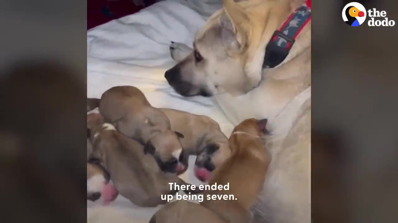A tan dog lying on a white bed surrounded by seven newborn puppies.