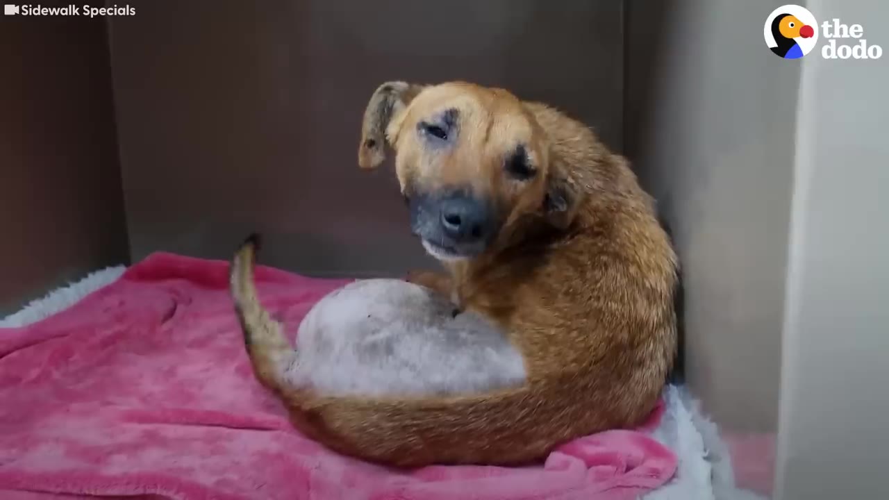 A light brown dog with a shaved patch on her back curls up on a pink blanket inside a enclosure.