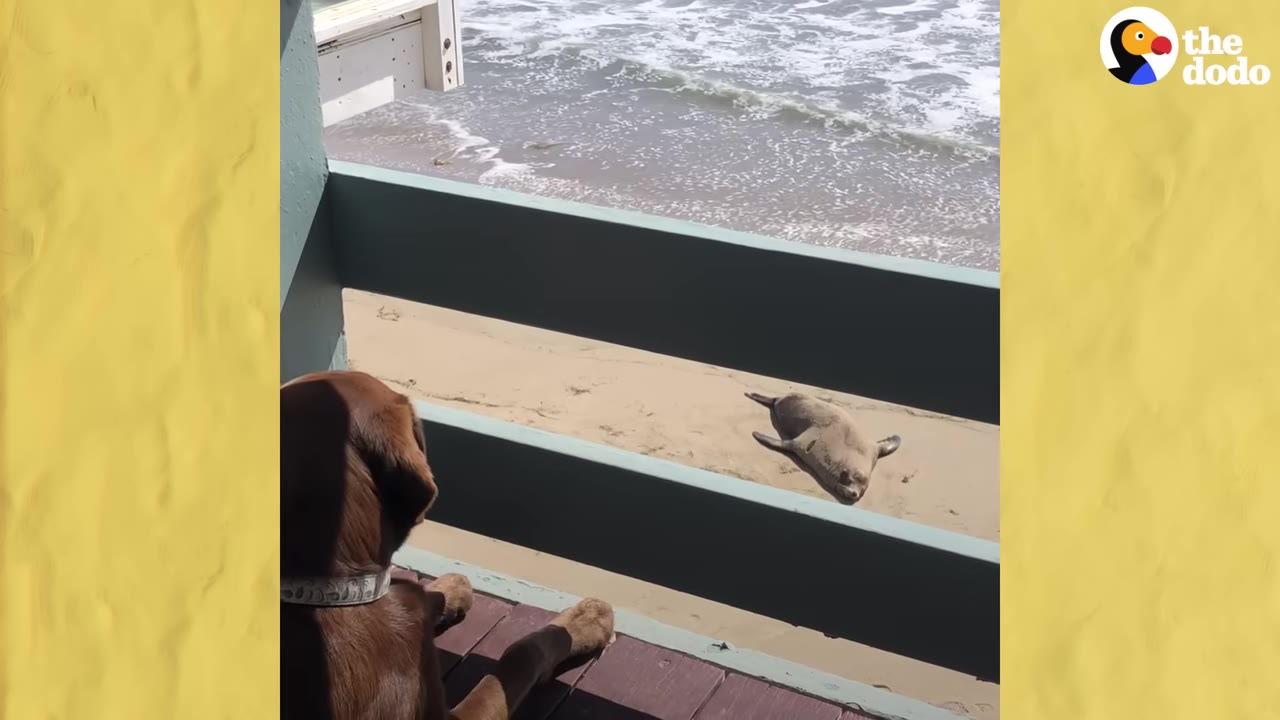 A brown dog resting on a wooden deck looks over a railing at a sea lion lying on the sandy beach below near the ocean waves.