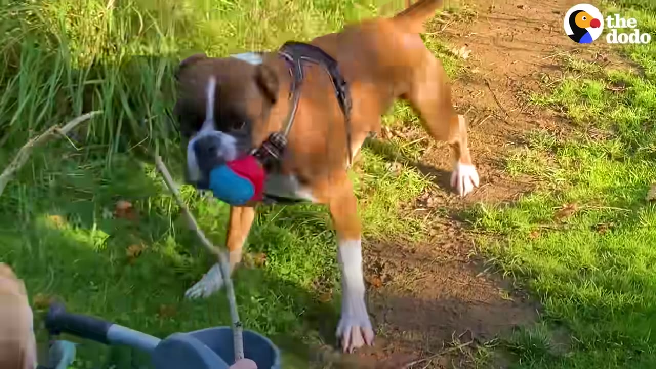 A Boxer dog outdoors holding a stick and a toy in its mouth during a game on a grassy path.