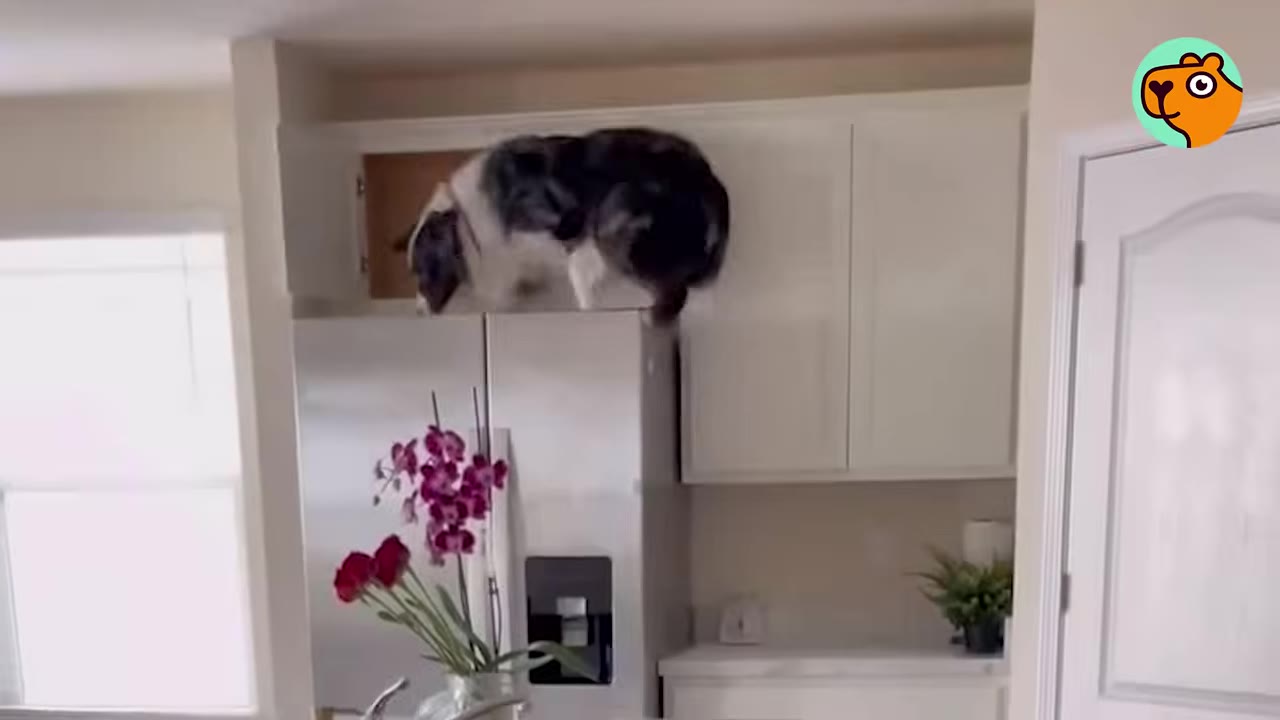 A speckled Australian Shepherd standing on top of a refrigerator in a kitchen near upper white cabinets.