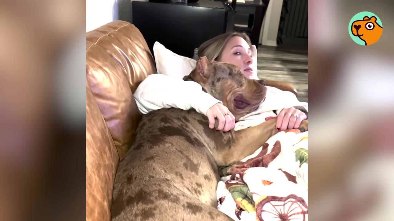 A mottled brown dog cuddling closely on top of a woman resting on a leather sofa.