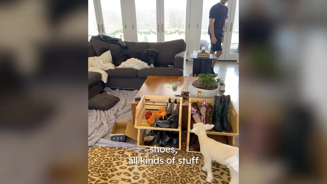 A small white lamb standing in a living room next to wooden crates filled with shoes.