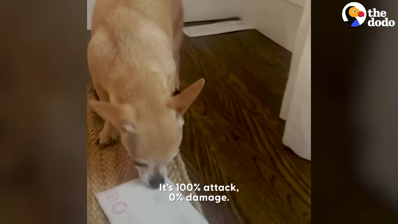 A tan Chihuahua on a wooden floor sniffing a white envelope that has come through the mail slot.