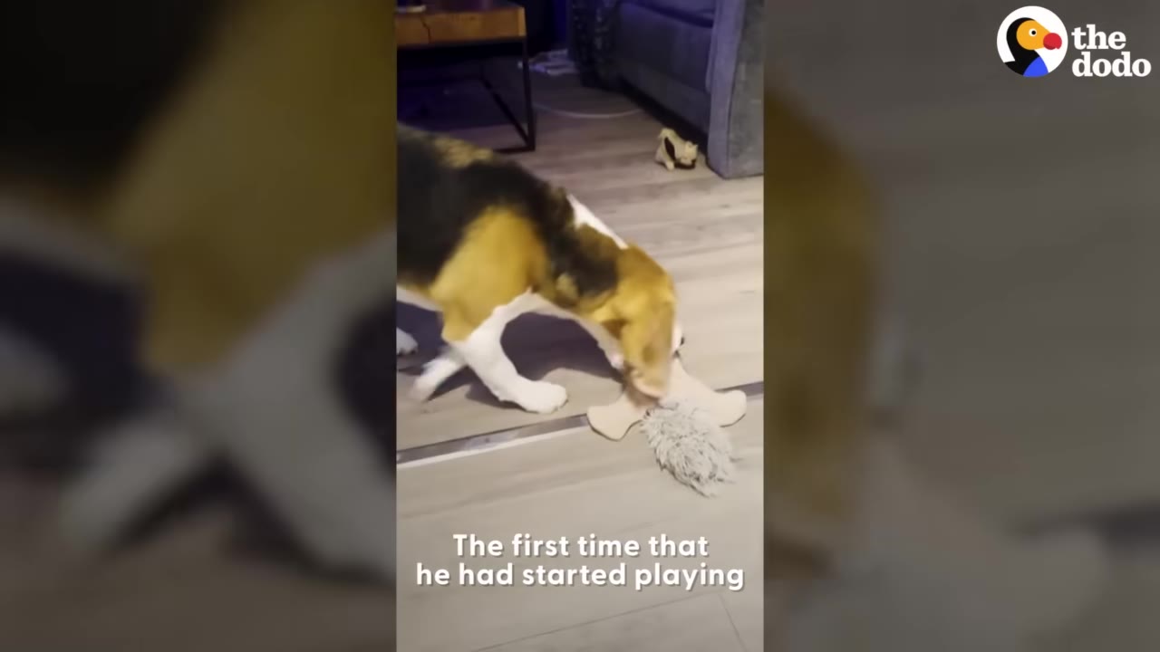 A beagle dog playing with a plush toy on a wooden floor.