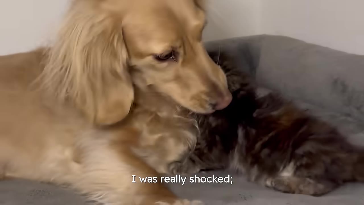 A cream-colored dachshund gently nuzzles a small dark kitten resting beside it on a gray pet bed.