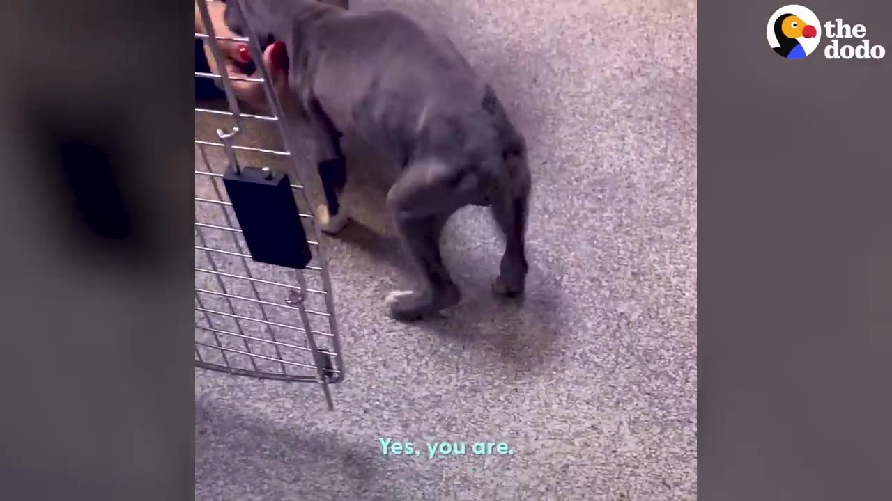 A small, skinny grey puppy stands weakly on carpet near an open metal gate.