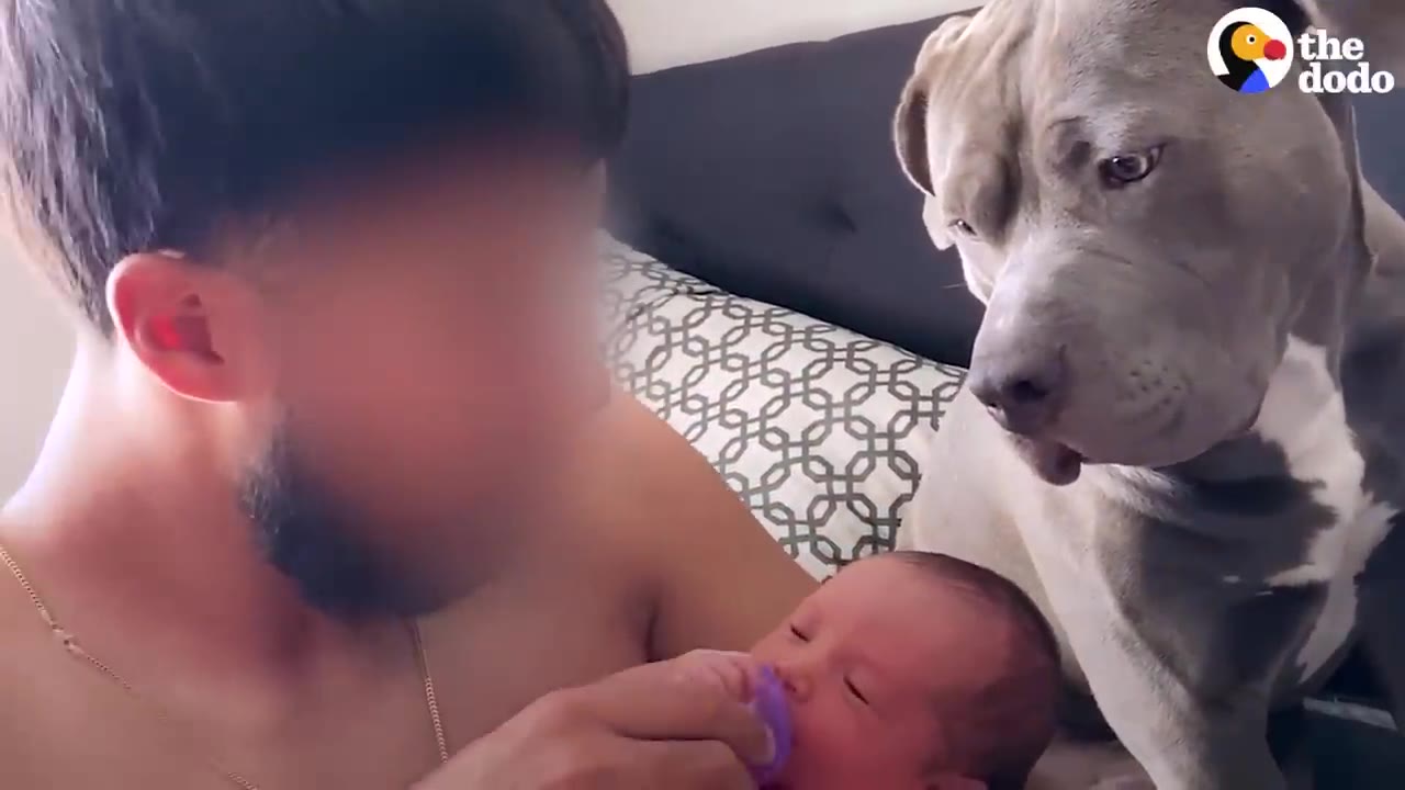 A grey pit bull sits on a bed, looking intently and protectively at a newborn baby being held by a man.