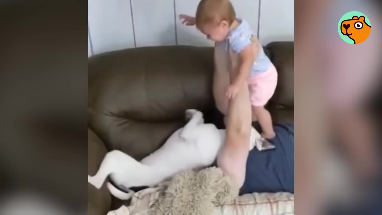 A young child playing near a white dog rolling on its back on a brown couch.