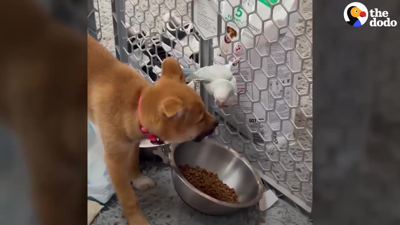 A light brown puppy with a pink collar stands next to a metal food bowl while a small light blue bird perches on a nearby plastic gate, looking down at the puppy.