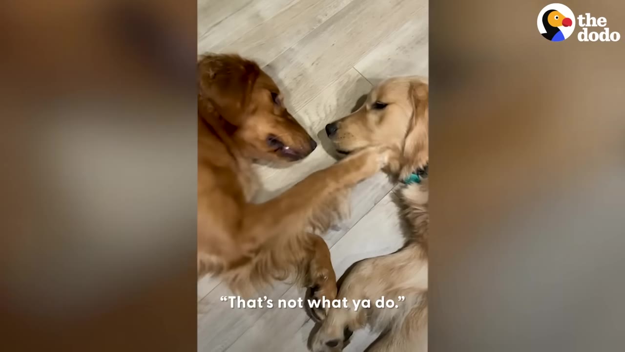 Two Golden Retrievers lying on a light wooden floor facing each other while one extends a paw toward the other dog's neck.