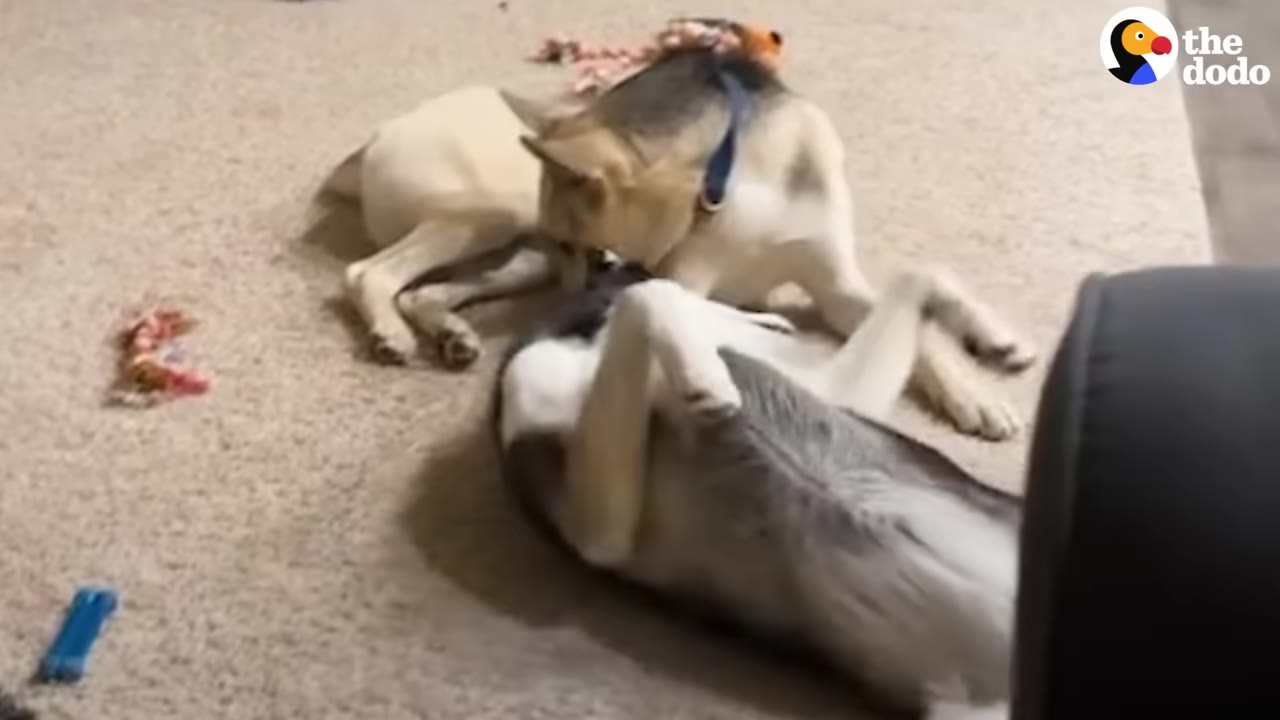 Two dogs playing together on a carpeted floor indoors.