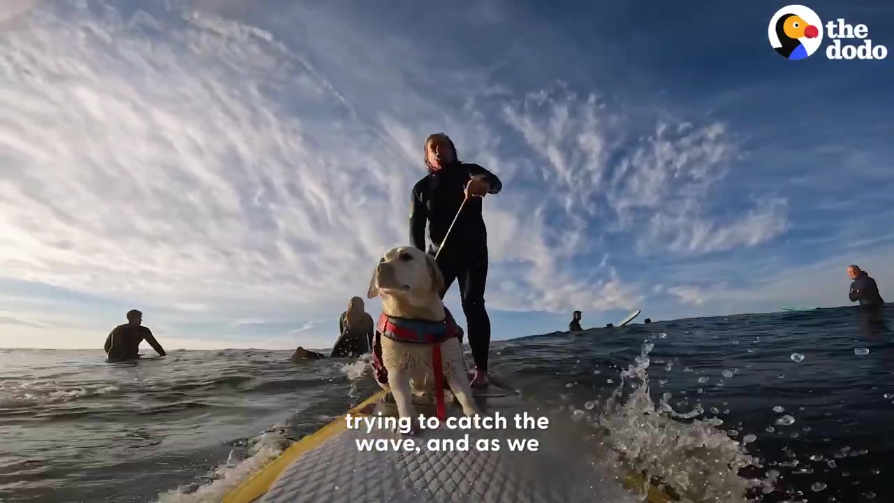A yellow Labrador wearing a life vest stands on the front of a surfboard on the ocean, with a man paddling behind her under a blue sky.