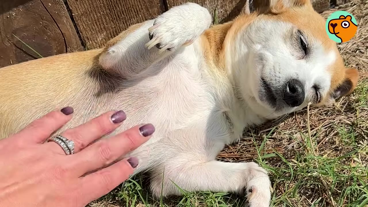 A small tan and white dog lying on its back in the grass while a person rubs its belly.