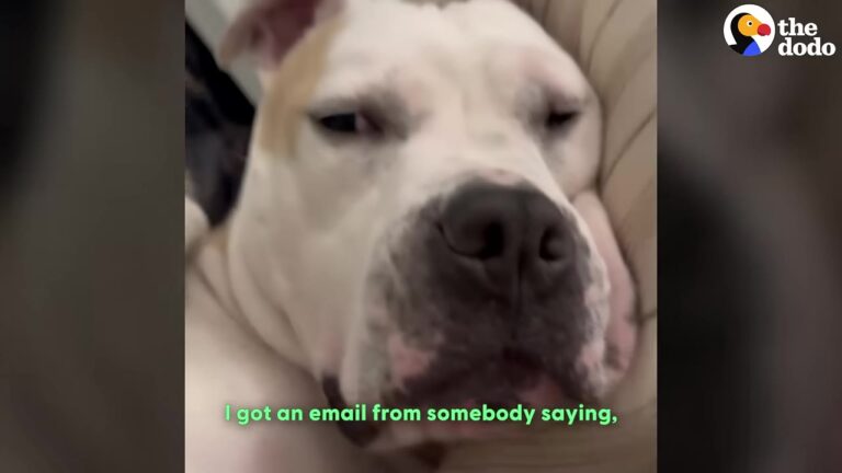 Washington, D.C. Foster Mom Gets An Email About The Dog Sleeping In Her House And Has An Unexpected Reaction