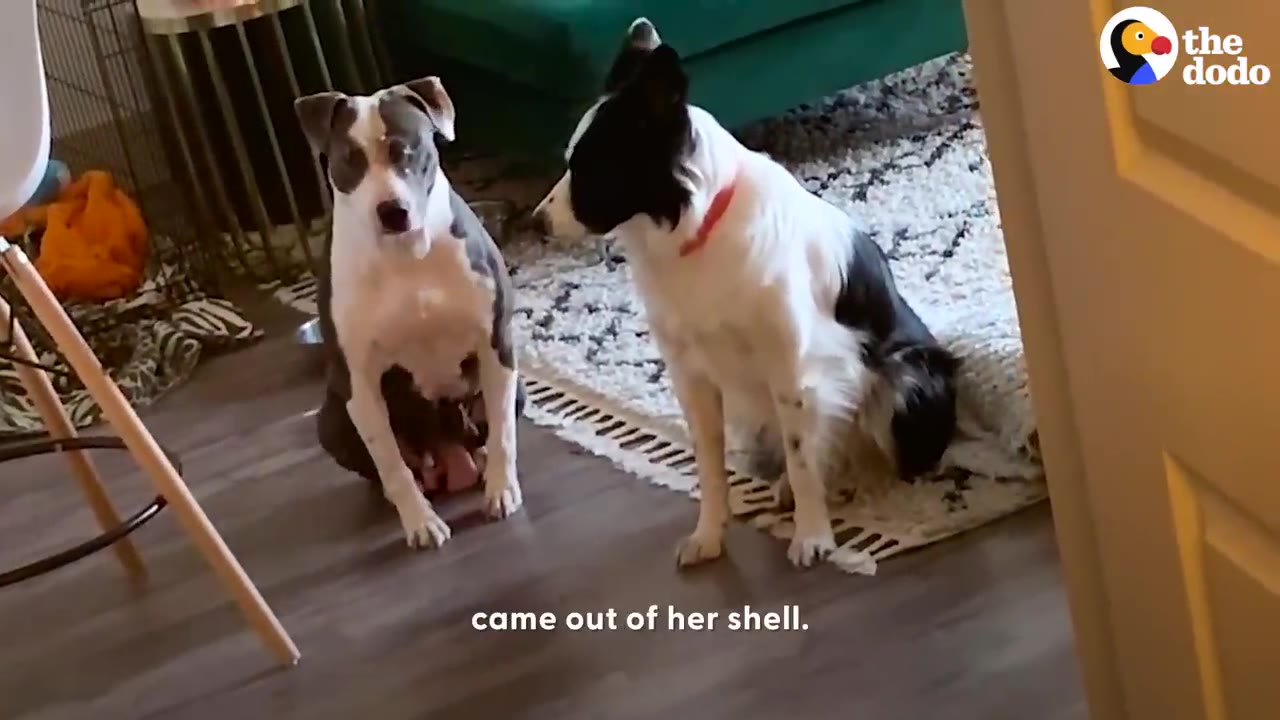 A grey and white pit bull-type dog and a black and white dog sit side-by-side on a wooden floor next to a rug.