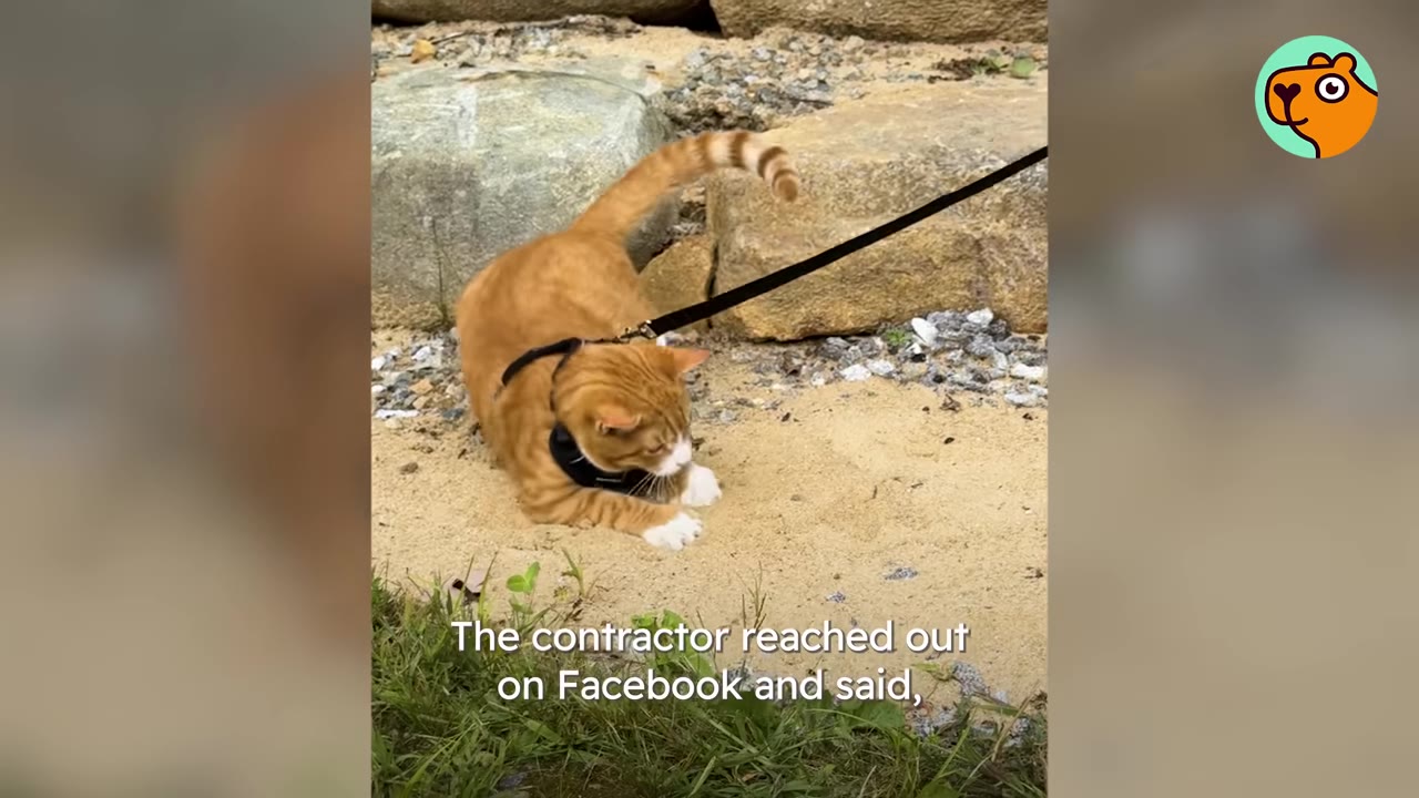 An orange tabby cat wearing a harness and leash crouches on a sandy patch near large stone blocks.