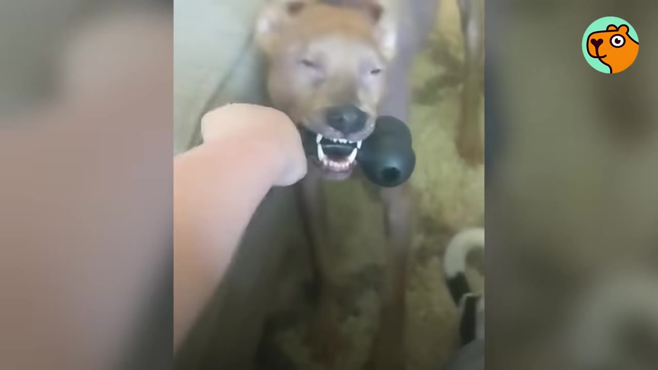 A brown hairless dog biting down on a black rubber toy held by a person's hand, showing its teeth.