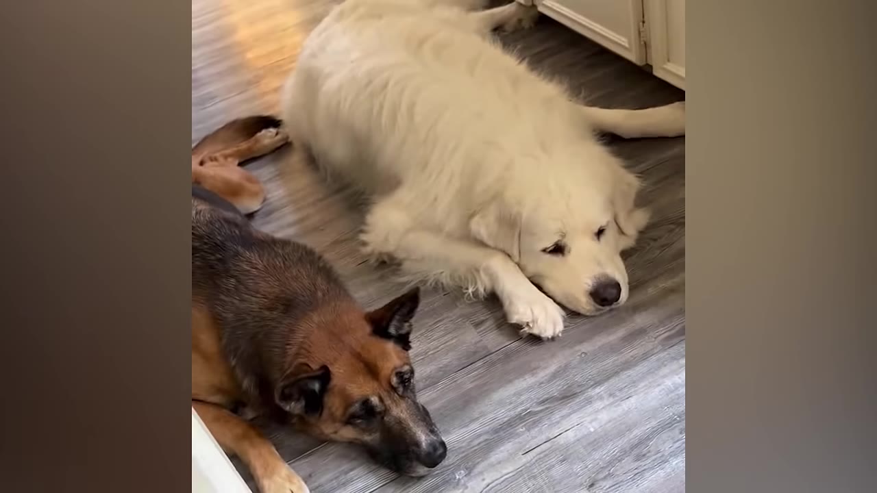 A large white dog and a German Shepherd mix lie side-by-side on a wooden floor, looking tired and downcast.