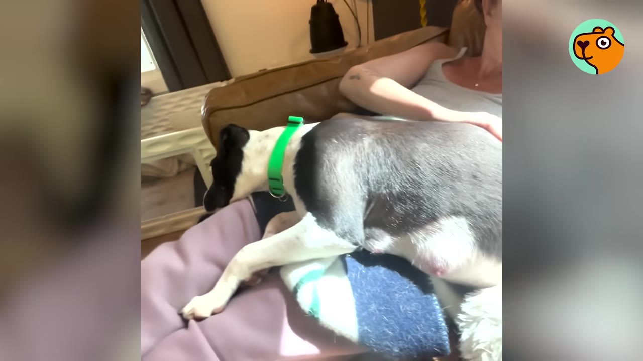A black and white dog wearing a bright green collar lying on a person's lap inside a home.