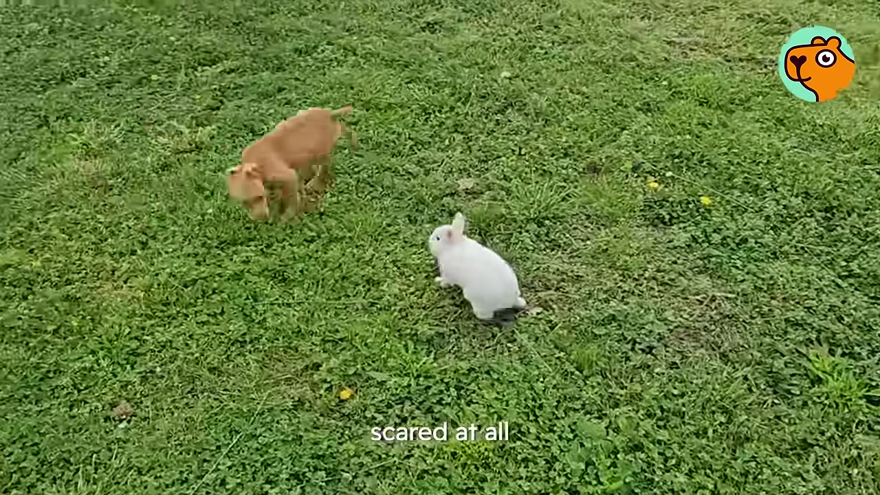 A small brown puppy and a white rabbit facing each other in a grassy field.