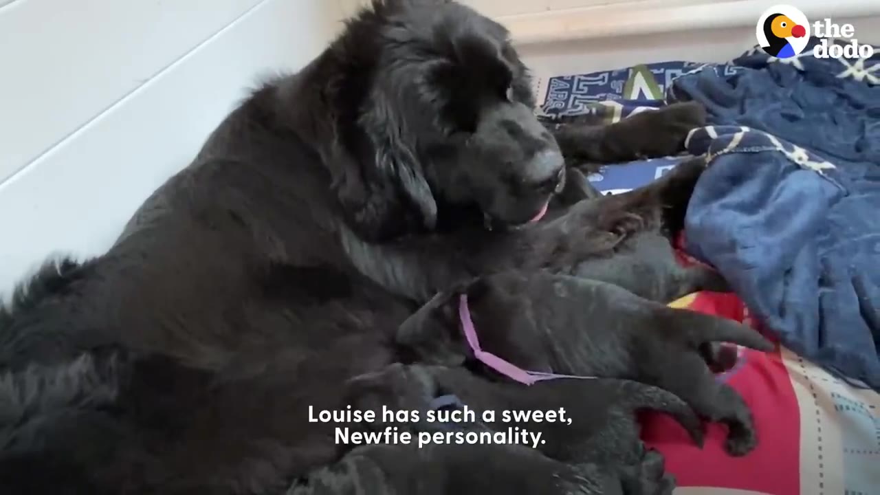 A large black dog lying down and gently caring for her nursing puppies.