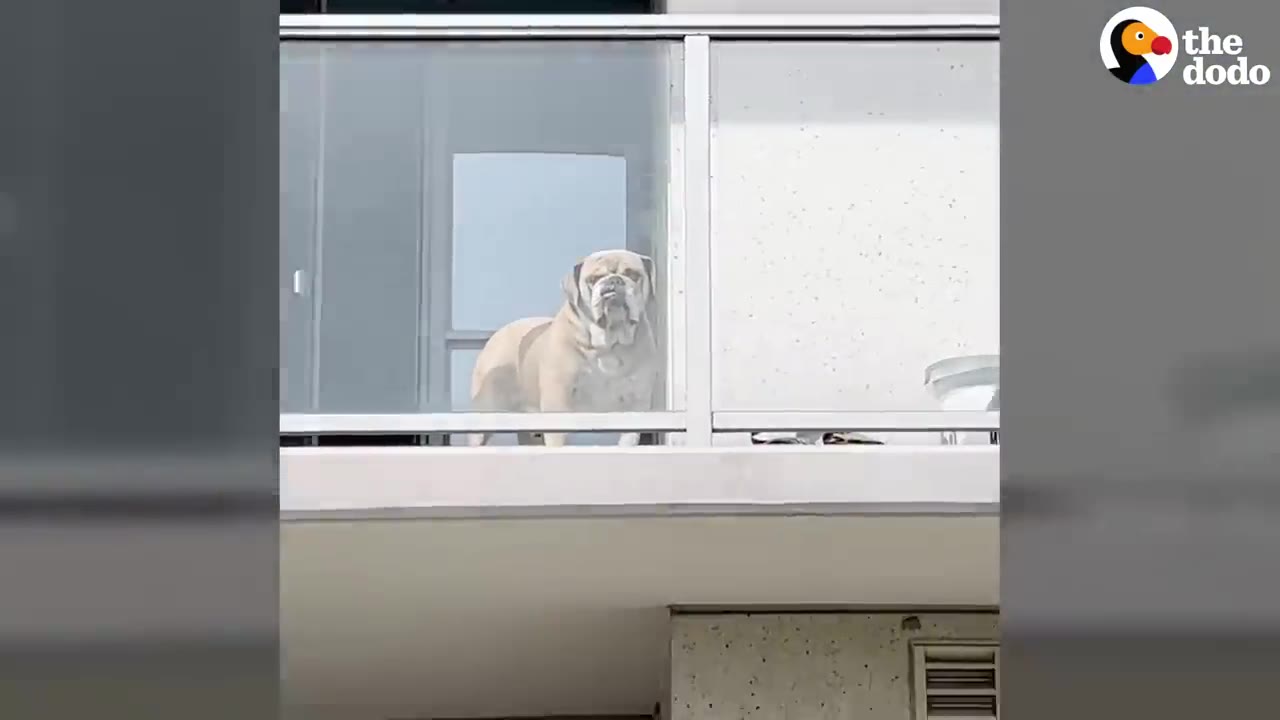 A tan English bulldog standing on a high apartment balcony behind a glass railing looking down.